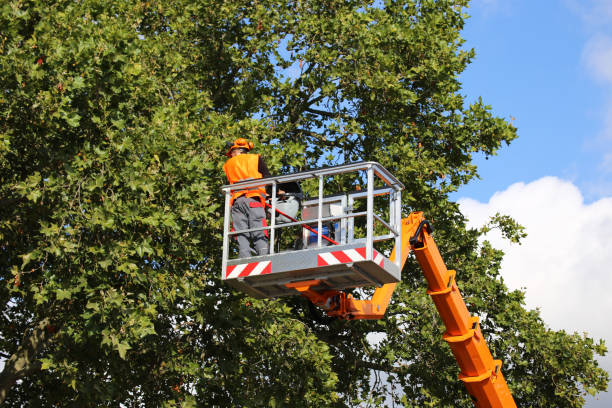 Best Tree Risk Assessment  in Wheatland, WY