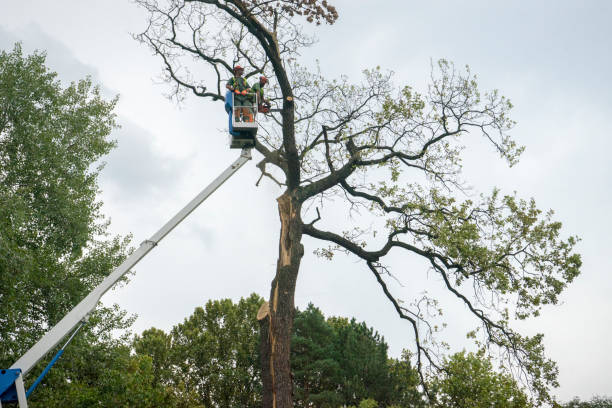 Best Tree Preservation Services  in Wheatland, WY